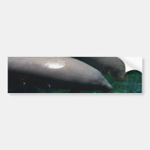 Floating Manatees  Bumper Stickers
