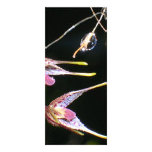 floating orchids rack card