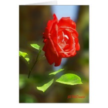 Floating Red Rose Cards