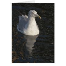Floating Seagull Greeting Card