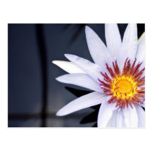 Floating water lily post card