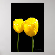 "Floating" Yellow Tulips Posters