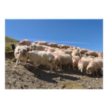 Flock of Basco Bearnaise Sheep at Arbaze Mountain Invites