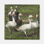 Flock of Ducks Refrigerator Magnet