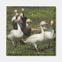 Flock of Ducks Refrigerator Magnet