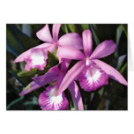 Flock of Purple Orchids cards