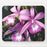 Flock of Purple Orchids