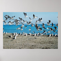 Flock Posters