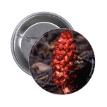Flora - Wild Tubular - Snow Plant - Snow Flower Button