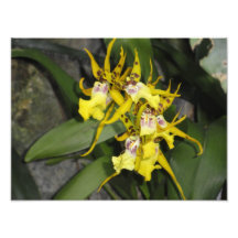 floral impression photo