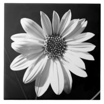 floral carreaux