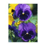 Floral, close-up post cards