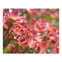 Floral Fine art Photography Pink Dogwood Flowers