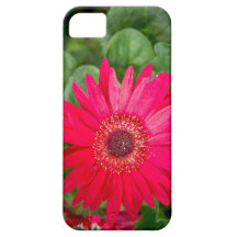 Floral Image iPhone 5 Cover / Case