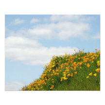 Floral nature Photography Poppy Flowers Clouds Sky