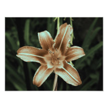 floral photograph
