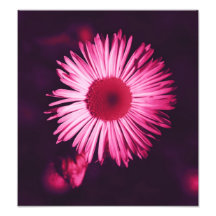floral photograph