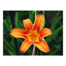 floral photo