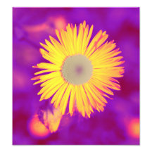 floral photo