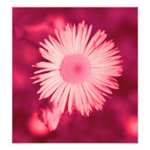 floral photo