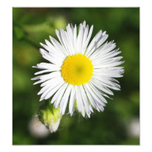 floral photographic print