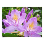 Floral Photograhpy prints Purple Rhododendrons photography
