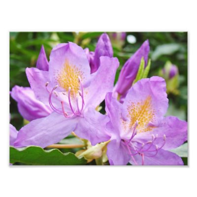 Floral Photograhpy prints Purple Rhododendrons by Basleeartprintgifts