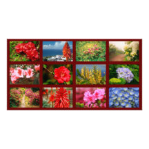 Floral photography