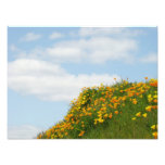 Floral Photography Nature art prints Poppy Flowers photography