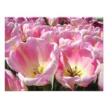 Floral Phtography art prints Tulips Flowers Nature photography