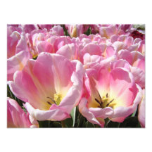 Floral Phtography art prints Tulips Flowers Nature Art Photo
