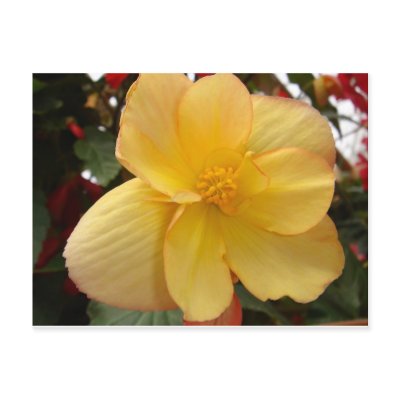 Floral Postcard by strawberryboy