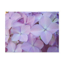 Floral postcards Lavender Purple Hydrangea Flowers