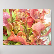 Floral Poster