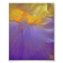 Floral Rhapsody In Purple And Yellow Photograph