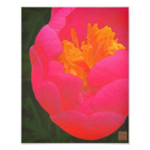 Floral Rhapsody in Red and Yellow Photo