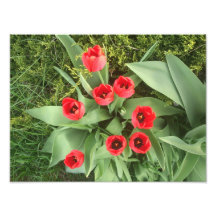 Floral rouge art photographique