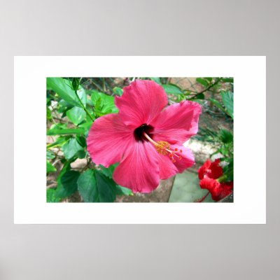 Florals of the Caribbean Print by mindyk
