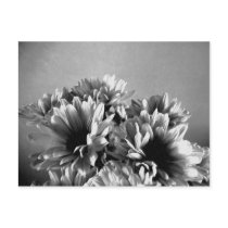 Floreal Black and White Postcard