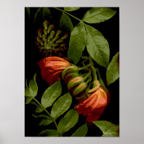 Flores-261 Posters