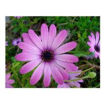 Flores de Portugal Cartões Postais