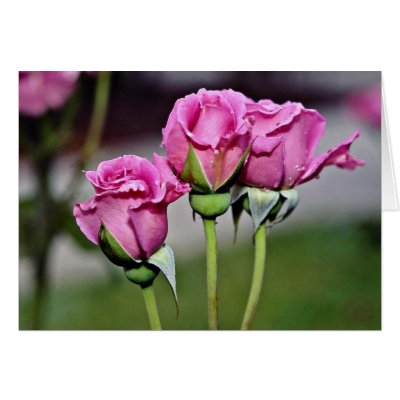 Floribunda 'Angel Face' flowers Card by blueyellowtube