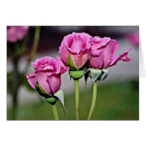 Floribunda 'Angel Face' flowers Card