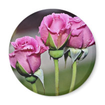 Floribunda 'Angel Face' flowers Fridge Magnets