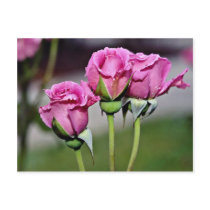 Floribunda 'Angel Face' flowers Post Cards