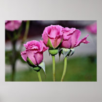 Floribunda 'Angel Face' flowers Posters
