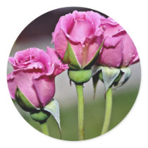 Floribunda 'Angel Face' flowers Sticker