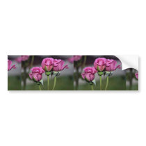 Floribunda 'Angel Face' Roses Bumper Stickers