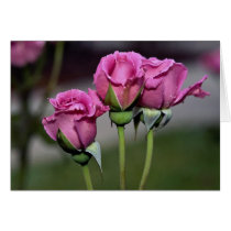 Floribunda 'Angel Face' Roses Cards