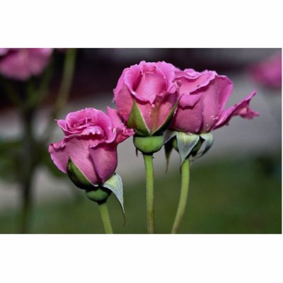 Floribunda 'Angel Face' Roses Cut Outs by inspirelove